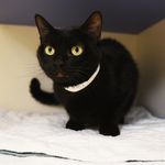 It's sweet Kelly! She is six years old, and the ASPCA describes her as "a sensitive cat who would do best as the only cat in the home. She enjoys quiet gentle attention."